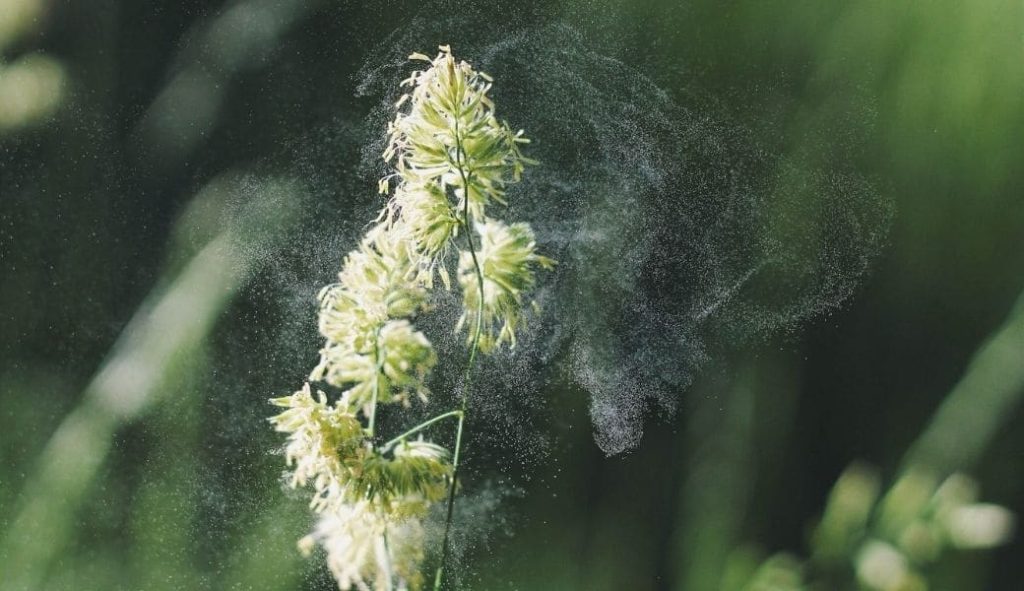 Pollenallergie – mit wirksamen Therapien Abhilfe schaffen
